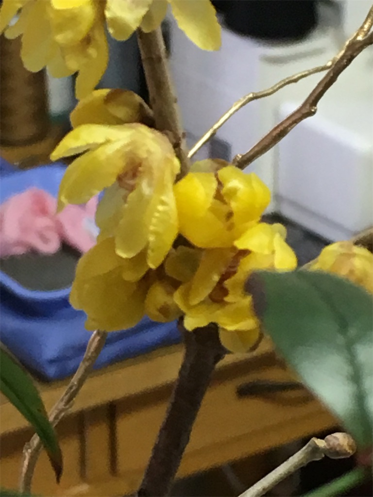 f:id:nopicopico:20190111081017j:image