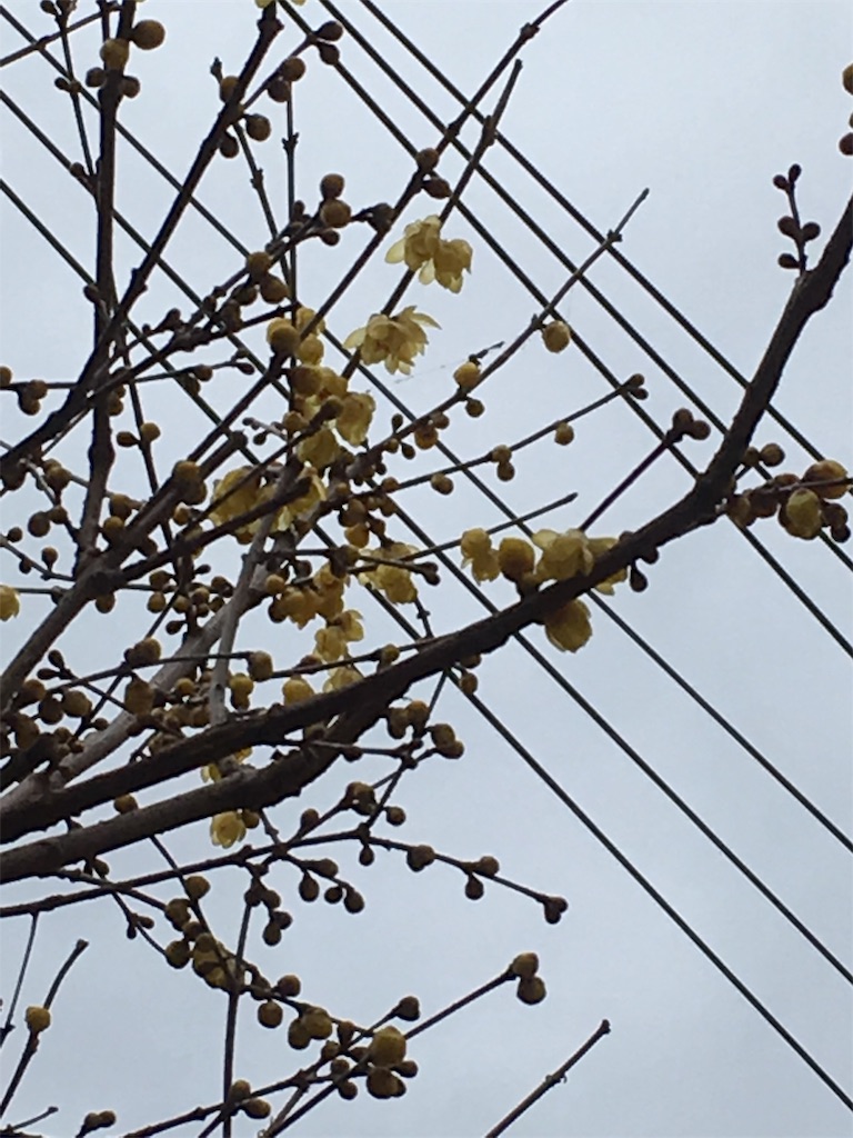 f:id:nopicopico:20190111081023j:image