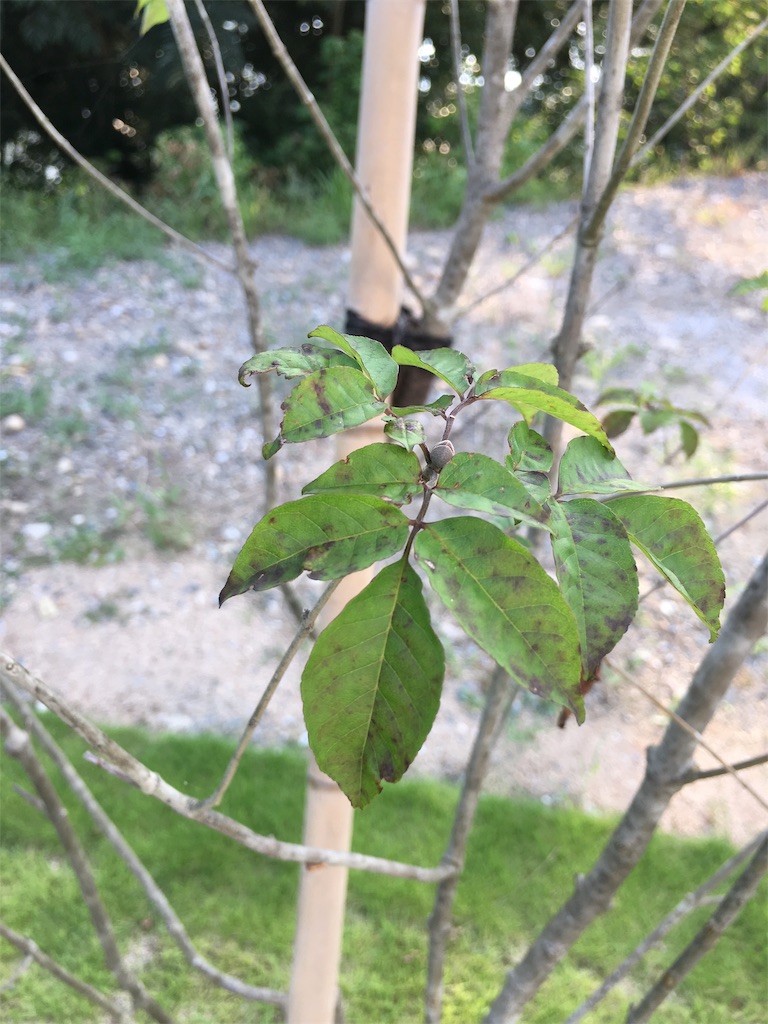 f:id:noppenhargen:20190817224310j:image