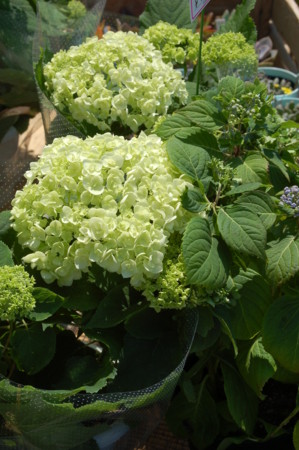 f:id:nora0924:20100502135317j:image