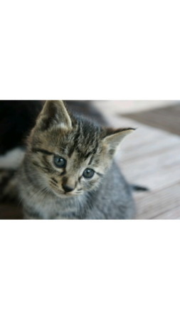 f:id:nora0924:20120518154812j:image