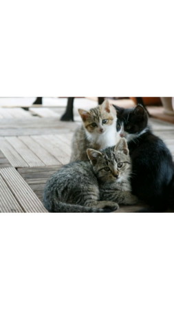 f:id:nora0924:20120612124101j:image