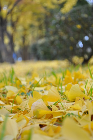 f:id:nora0924:20131208134143j:image
