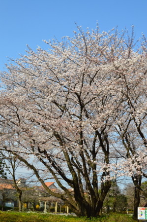 f:id:nora0924:20140401082403j:image