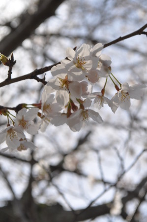 f:id:nora0924:20140401131822j:image