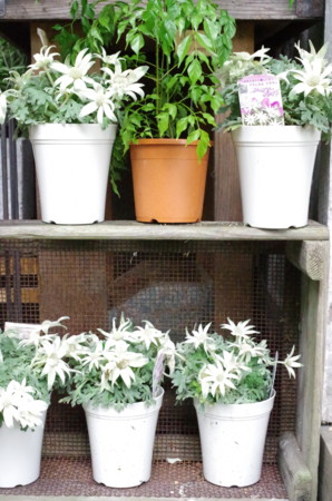 f:id:nora0924:20160626091206j:image f:id:nora0924:20160626091206j:image