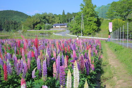 f:id:nora0924:20170518160408j:image