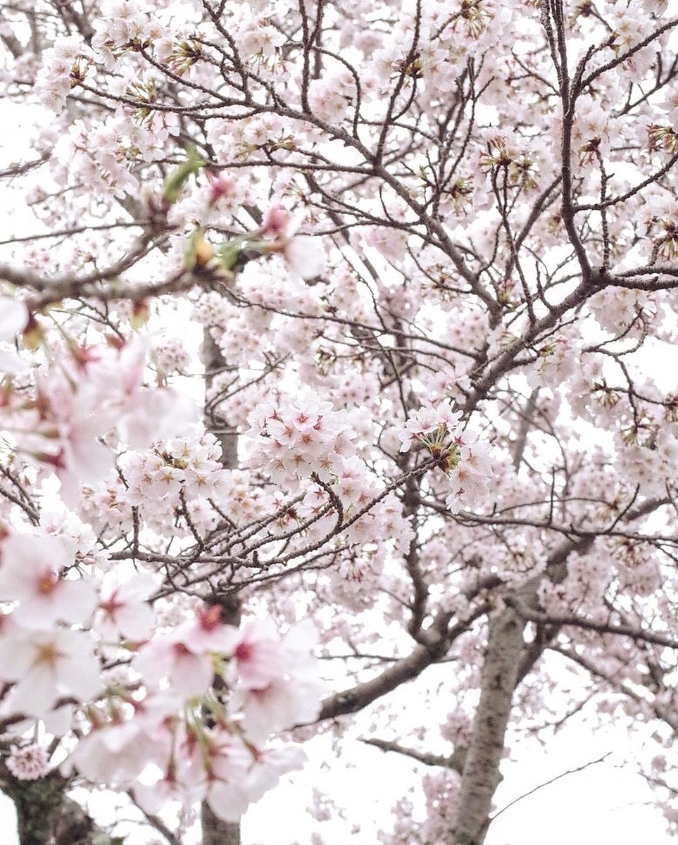 f:id:nora0924:20200328003237j:plain