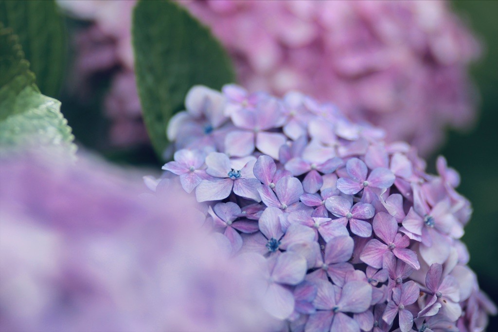 f:id:nora0924:20200706203219j:image