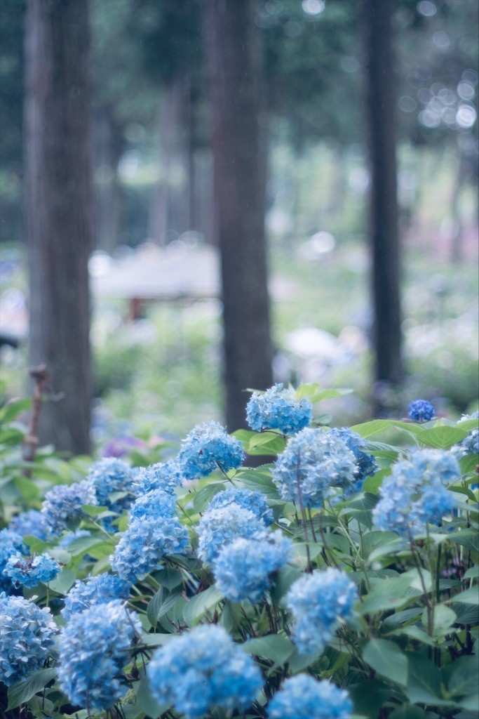 f:id:nora0924:20200706203222j:image