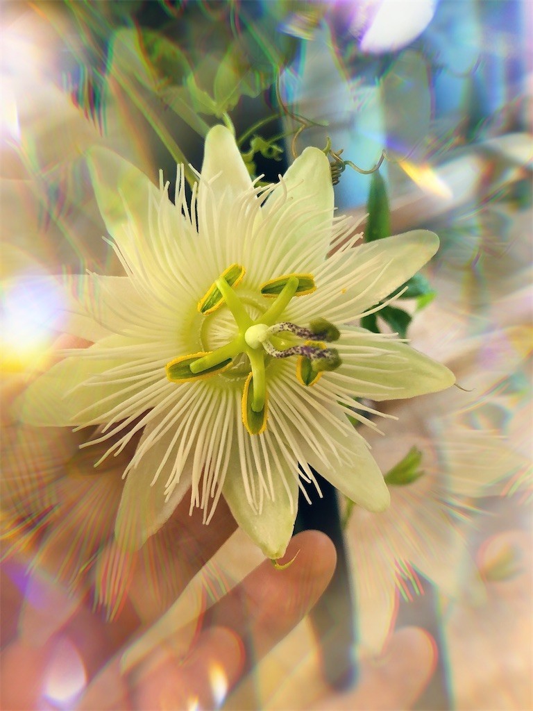 f:id:nora0924:20200717212014j:image f:id:nora0924:20200717212014j:image