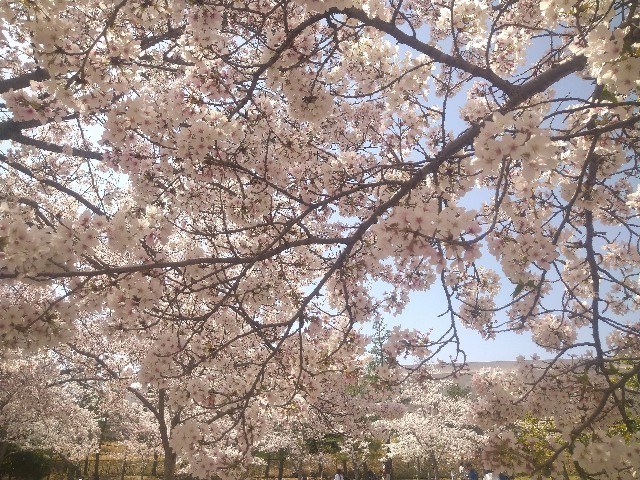 f:id:nora0924:20210412151901j:image f:id:nora0924:20210412151901j:image