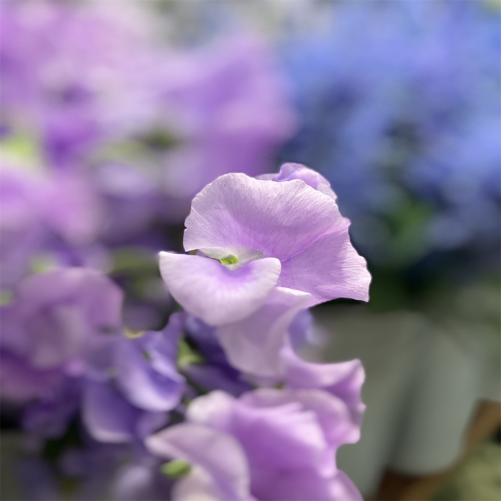 f:id:nora0924:20211112211711j:image f:id:nora0924:20211112211711j:image