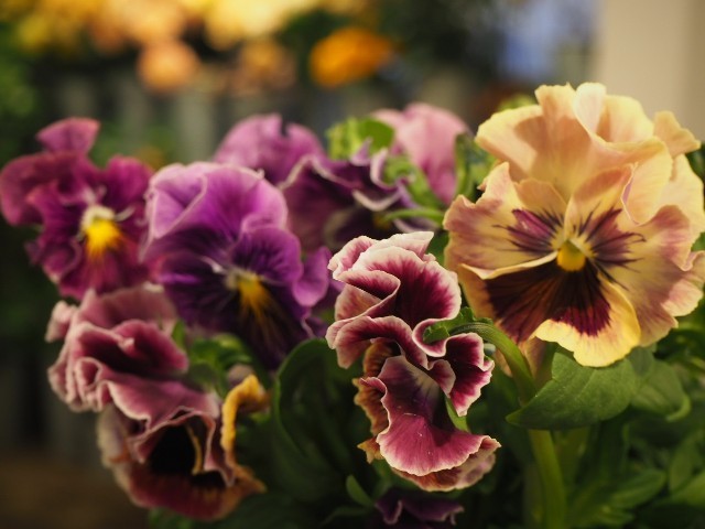 f:id:nora0924:20211208233807j:image