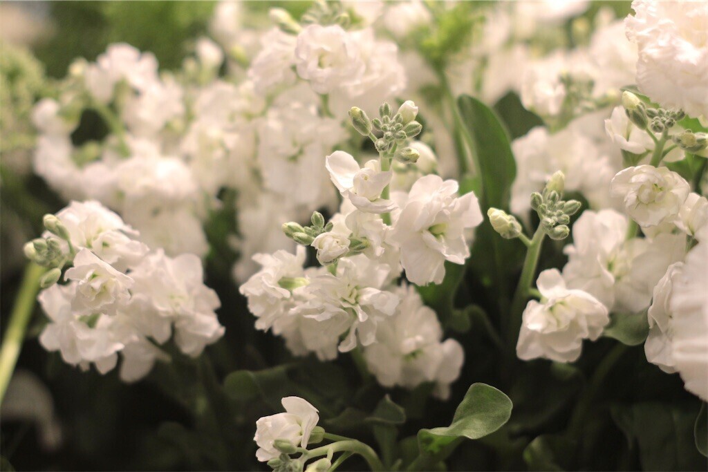f:id:nora0924:20231213235732j:image