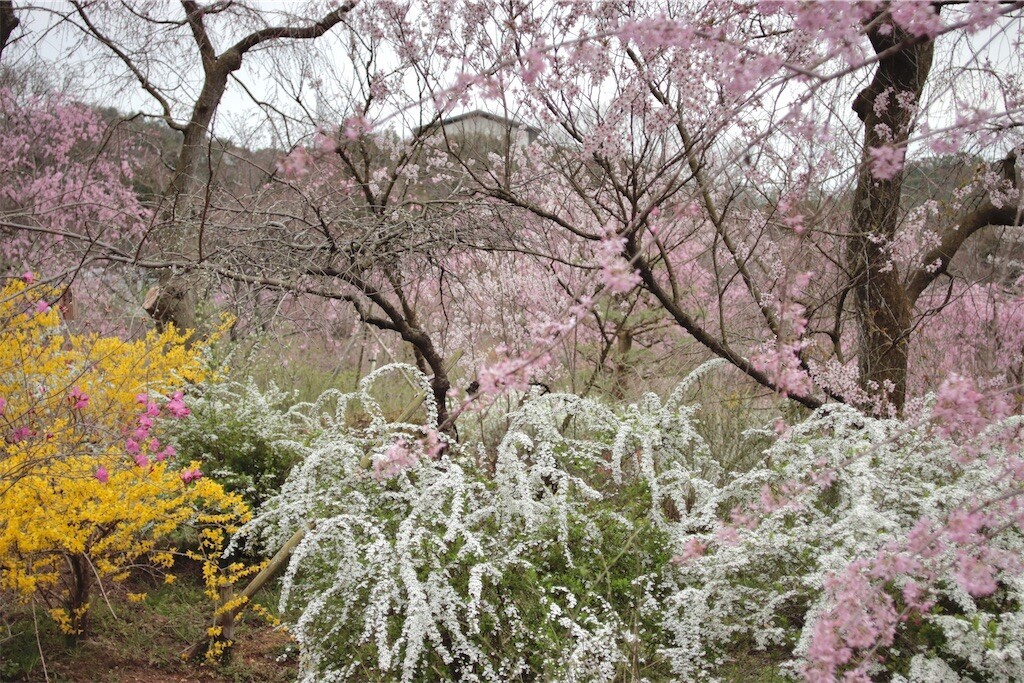 f:id:nora0924:20240410171018j:image