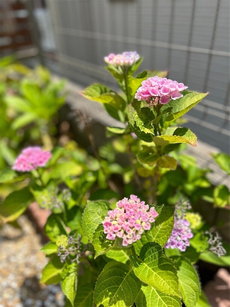 f:id:nora0924:20240613221202j:image f:id:nora0924:20240613221202j:image