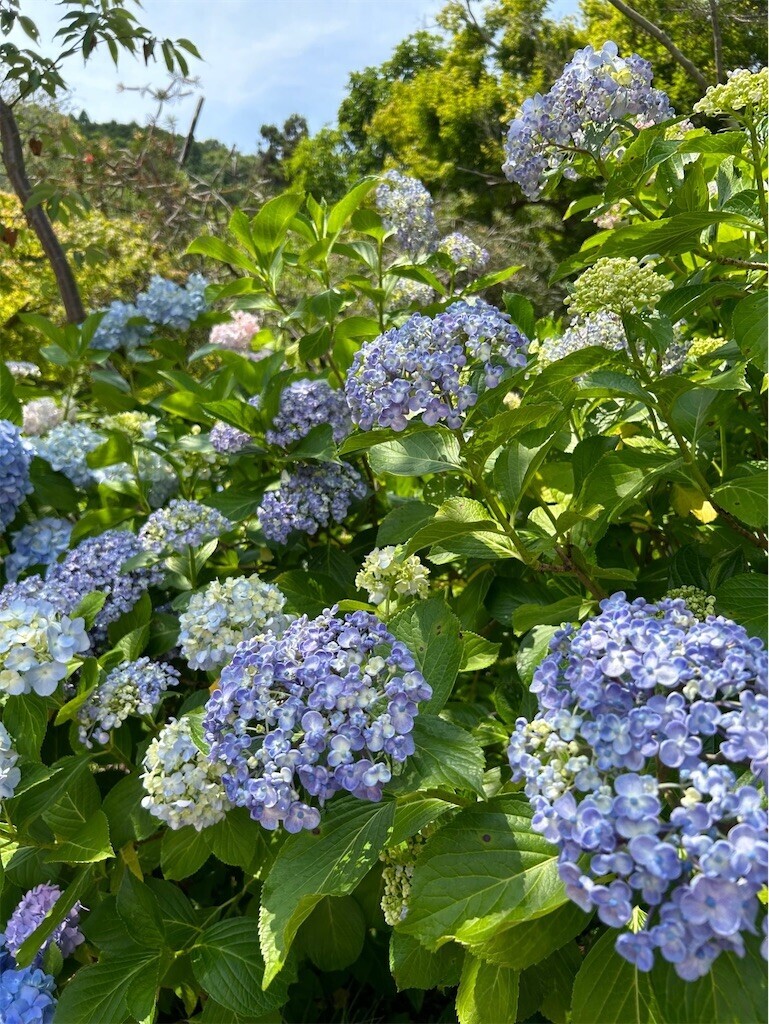 f:id:nora0924:20240613221234j:image f:id:nora0924:20240613221234j:image