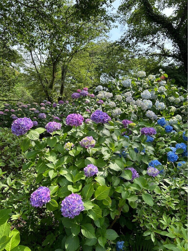 f:id:nora0924:20240613221243j:image f:id:nora0924:20240613221243j:image