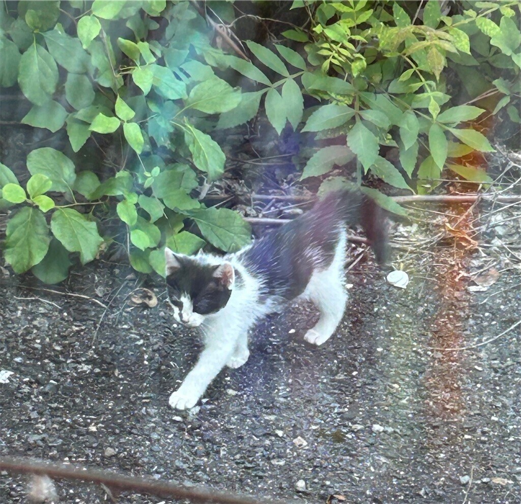 f:id:nora0924:20240613221414j:image f:id:nora0924:20240613221414j:image