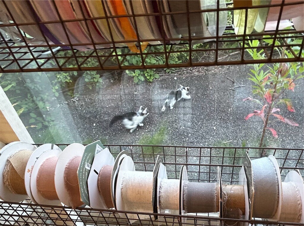 f:id:nora0924:20240613221428j:image f:id:nora0924:20240613221428j:image