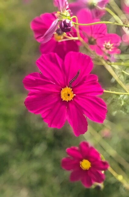 f:id:nora0924:20241111201035j:image