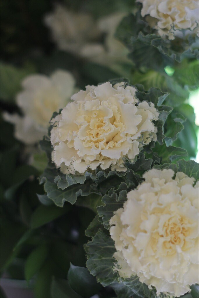 f:id:nora0924:20241224085302j:image