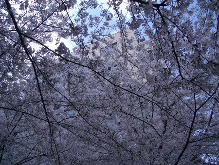 f:id:norah-m:20060406213203j:image
