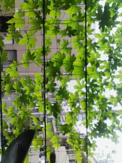 f:id:norah-m:20080729003521j:image f:id:norah-m:20080729003521j:image