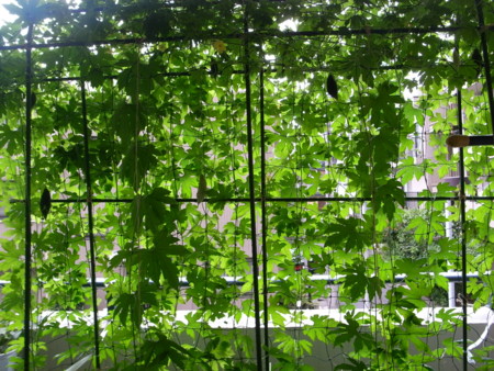 f:id:norah-m:20110729003311j:image