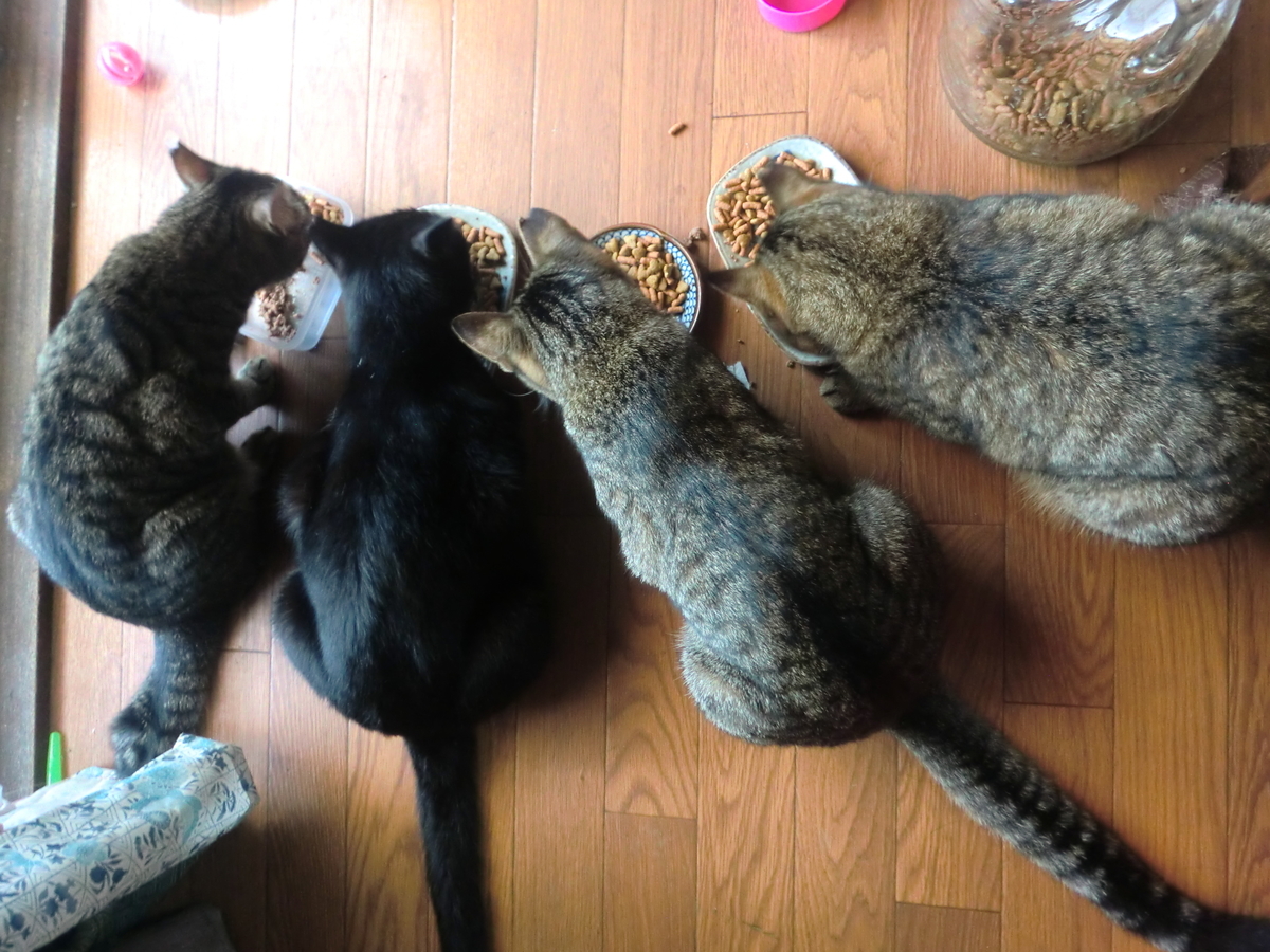 野良猫が母になった観察日記 野良猫が母になった観察日記