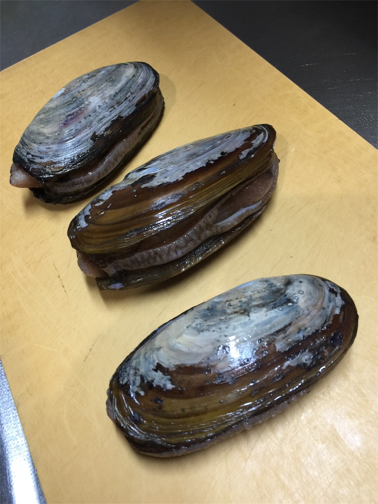 オオミゾガイ ノラクロ 今日の酒のアテのブログ