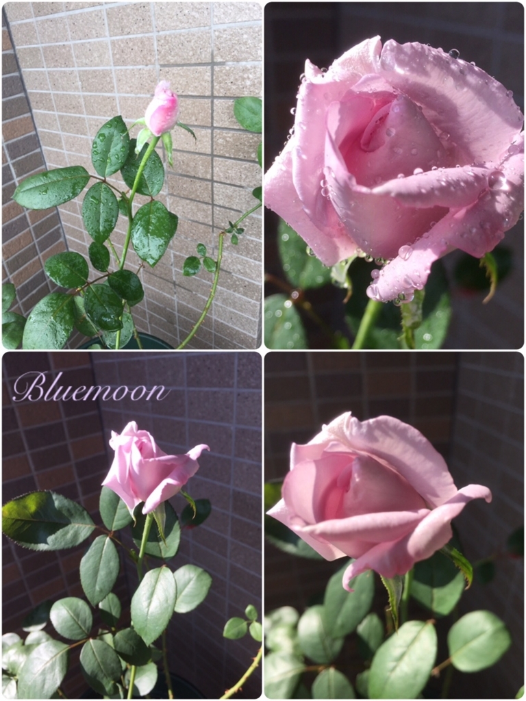 f:id:noram22:20171002191402j:plain f:id:noram22:20171002191402j:plain