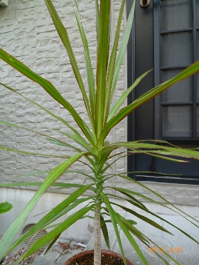 f:id:noraneko222:20100910001708j:image