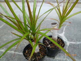 f:id:noraneko222:20100910001711j:image:left