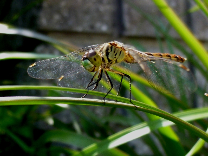 f:id:noraneko222:20100930105346j:image f:id:noraneko222:20100930105346j:image
