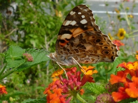 f:id:noraneko222:20100930111607j:image f:id:noraneko222:20100930111607j:image