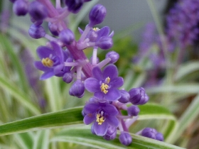 f:id:noraneko222:20101008001138j:image:left