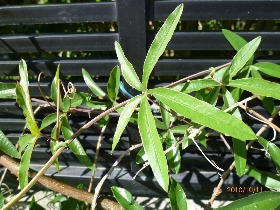 f:id:noraneko222:20101014001220j:image