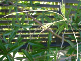 f:id:noraneko222:20101014001221j:image:left