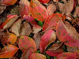 f:id:noraneko222:20101025001859j:image:left