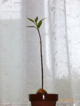 f:id:noraneko222:20101031000606j:image:left