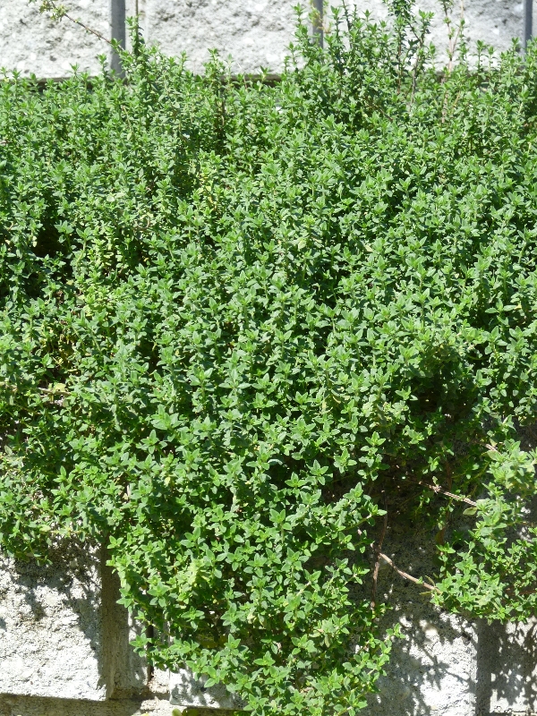 タイム - 新・ぼちぼち植物などを