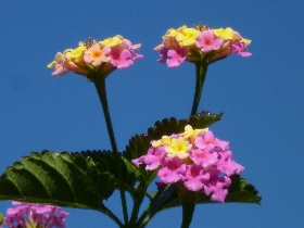 f:id:noraneko222:20101201000533j:image