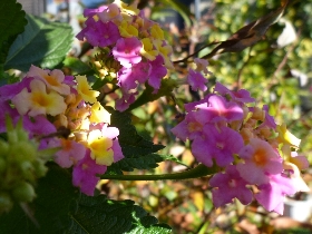 f:id:noraneko222:20101201000534j:image