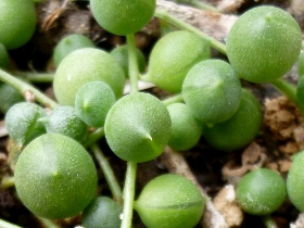 f:id:noraneko222:20101201192119j:image