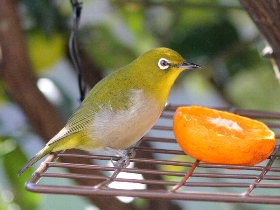 f:id:noraneko222:20101204172057j:image f:id:noraneko222:20101204172057j:image
