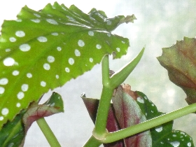 f:id:noraneko222:20101205210647j:image f:id:noraneko222:20101205210647j:image