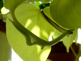 f:id:noraneko222:20101205210653j:image f:id:noraneko222:20101205210653j:image