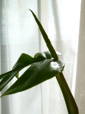 f:id:noraneko222:20101205210655j:image